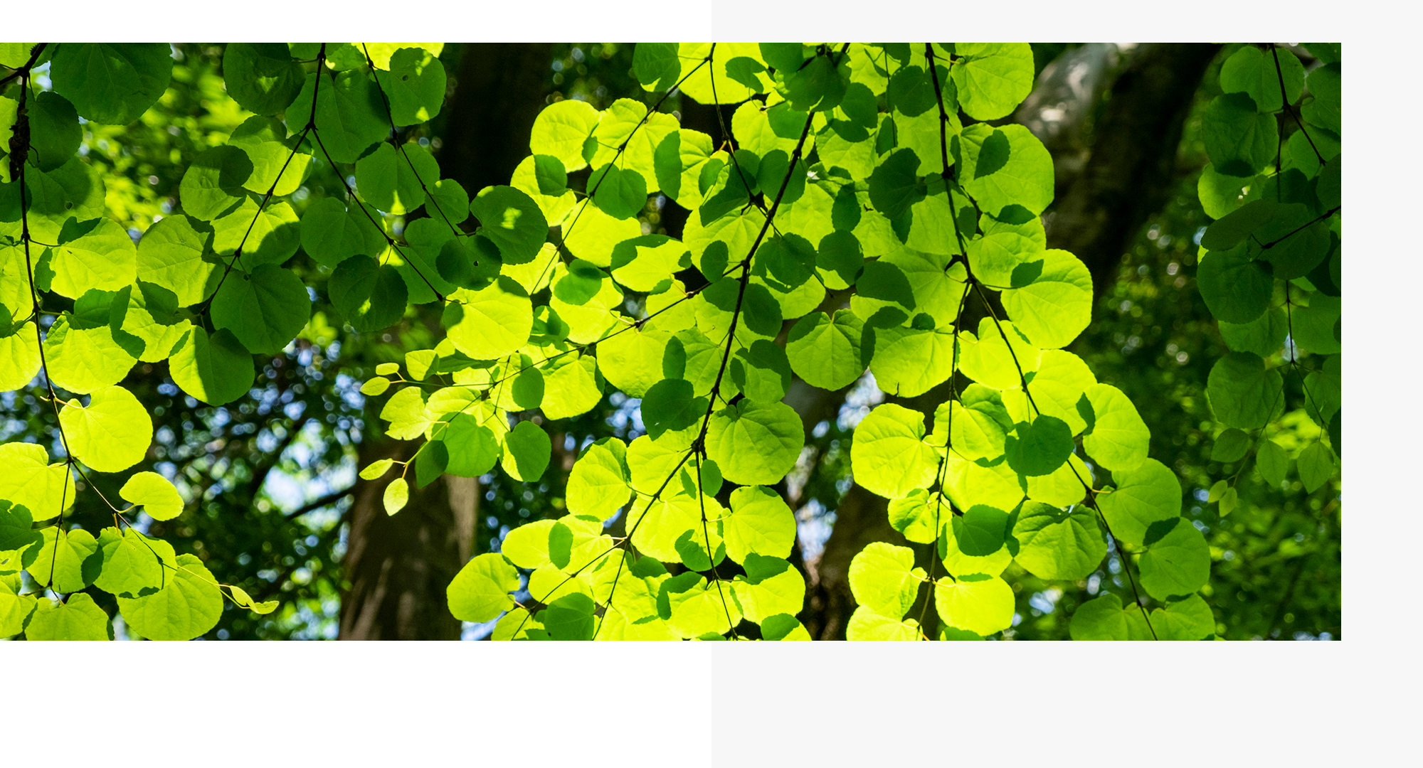 労務課題を解決。企業経営をサポートします